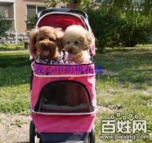 寵物推車 便捷出行，呵護愛寵的健康生活